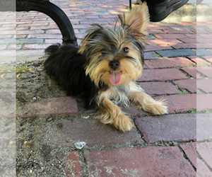 Yorkshire Terrier Puppy for sale in LOWELL, MA, USA