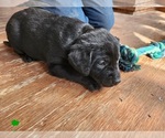 Puppy Green Labrador Retriever