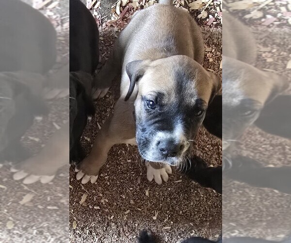 Medium Photo #1 Great Dane Puppy For Sale in BUCKHANNON, WV, USA