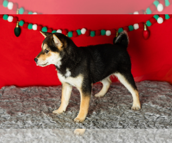 Medium Photo #6 Shiba Inu Puppy For Sale in MILLERSBURG, IN, USA