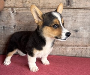 Pembroke Welsh Corgi Puppy for sale in VERMONTVILLE, MI, USA