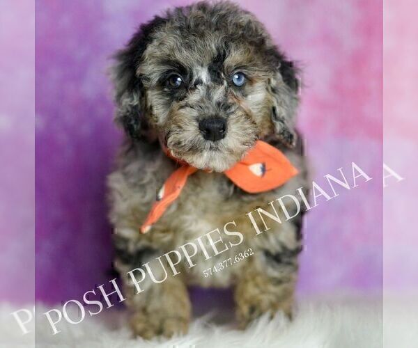 Medium Photo #80 Poodle (Miniature) Puppy For Sale in WARSAW, IN, USA