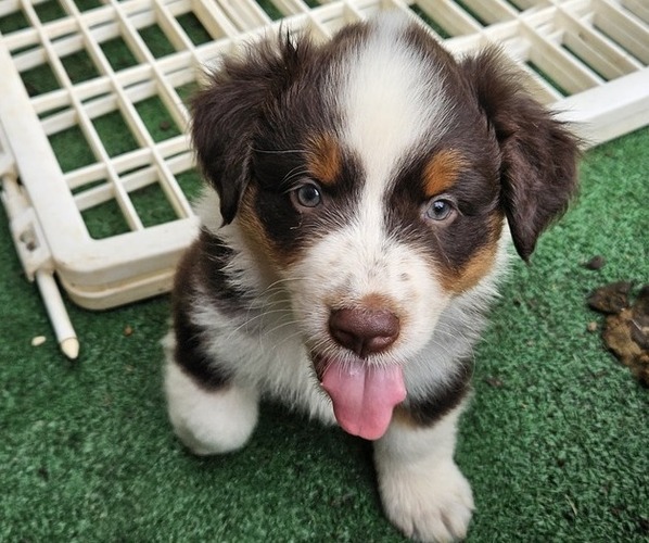 Medium Photo #1 Australian Shepherd Puppy For Sale in NELSON, VA, USA