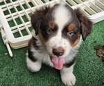 Small Photo #1 Australian Shepherd Puppy For Sale in NELSON, VA, USA