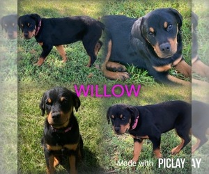 Rottweiler Puppy for Sale in SHELL KNOB, Missouri USA