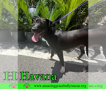 Small #11 Labrador Retriever Mix