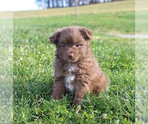Miniature Australian Shepherd Puppy for sale in STRASBURG, PA, USA