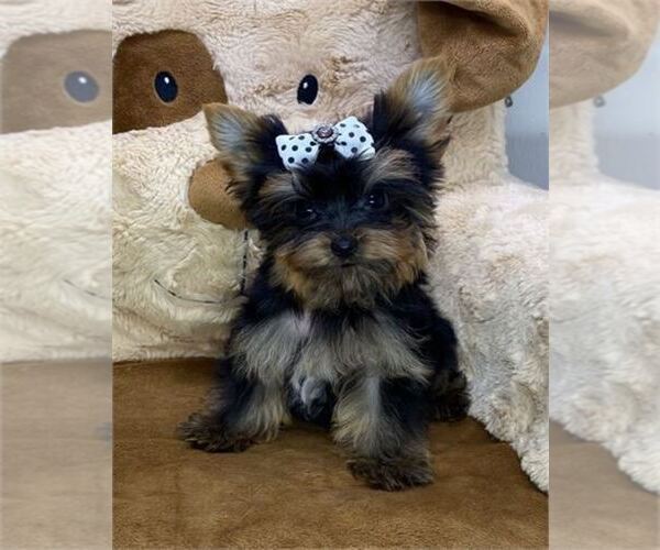 Medium Photo #11 Yorkshire Terrier Puppy For Sale in BEVERLY HILLS, CA, USA