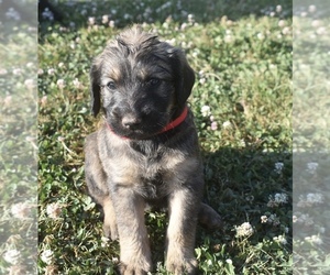 Labradoodle Puppy for sale in MOLENA, GA, USA