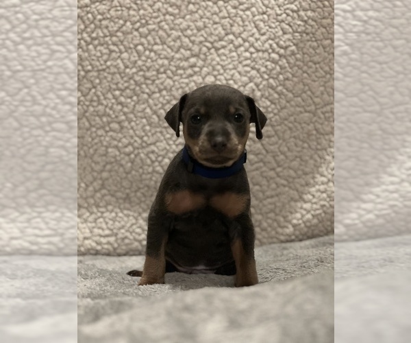 Medium Photo #3 Miniature Pinscher Puppy For Sale in HAWAIIAN GARDENS, CA, USA