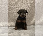 Small #2 Miniature Pinscher