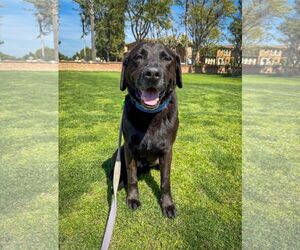 Labrador Retriever Dogs for adoption in San Diego, CA, USA