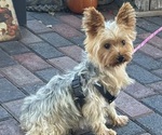 Gidget - Female Yorkshire Terrier Puppy for Sale - Small photo