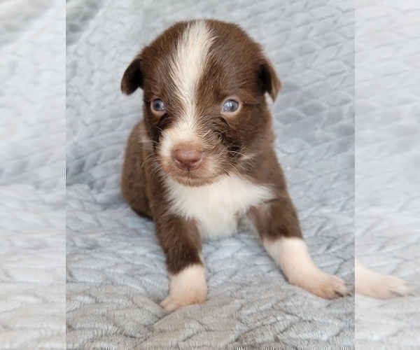 Medium Photo #5 Australian Shepherd Puppy For Sale in DOWELLTOWN, TN, USA