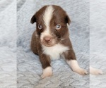 Small Photo #5 Australian Shepherd Puppy For Sale in DOWELLTOWN, TN, USA