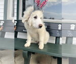 Small #6 Great Pyrenees