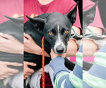 Small #2 Border Collie