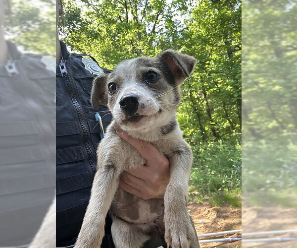 Medium Photo #1 Mutt Puppy For Sale in Oklahoma City, OK, USA