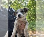 Small Mutt