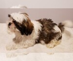 Small Photo #7 Shih Tzu Puppy For Sale in BEVIS, OH, USA