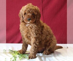 Goldendoodle-Poodle (Miniature) Mix Puppy for sale in GORDONVILLE, PA, USA