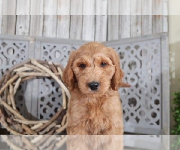 Medium Photo #2 Goldendoodle Puppy For Sale in MOUNT VERNON, OH, USA