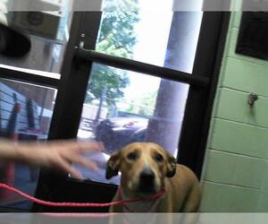 Labrador Retriever-Unknown Mix Dogs for adoption in Tulsa, OK, USA