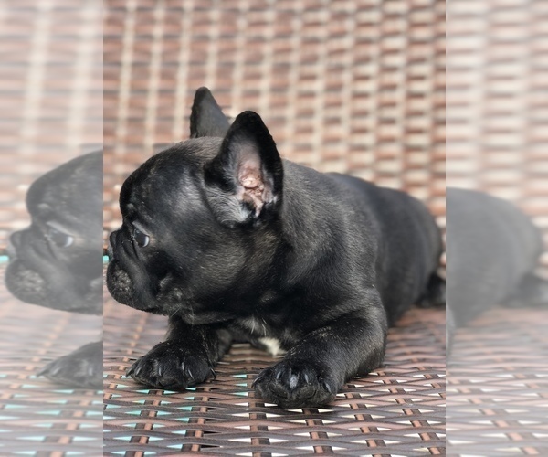 Medium Photo #2 French Bulldog Puppy For Sale in MENTONE, CA, USA
