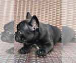 Small Photo #2 French Bulldog Puppy For Sale in MENTONE, CA, USA