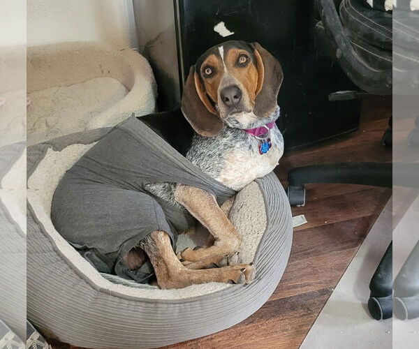 Medium Photo #3 Bluetick Coonhound-Unknown Mix Puppy For Sale in Las Vegas, NV, USA