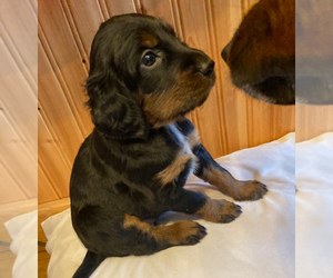 Gordon Setter Puppy for sale in OSSEO, WI, USA