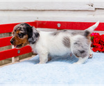 Small Photo #14 Dachshund Puppy For Sale in WAKARUSA, IN, USA