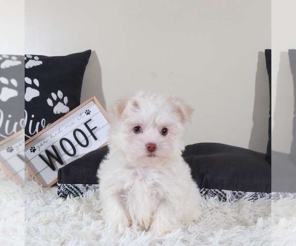 Medium Photo #4 Havanese Puppy For Sale in MOUNT VERNON, OH, USA