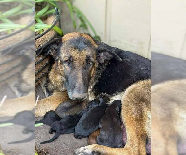 Medium Photo #1 German Shepherd Dog Puppy For Sale in Saegertown , PA, USA