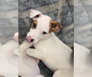 Mutt Dogs for adoption in Cliffwood, NJ, USA