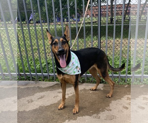 Medium Photo #8 Doberman Pinscher-German Shepherd Dog Mix Puppy For Sale in Spring, TX, USA