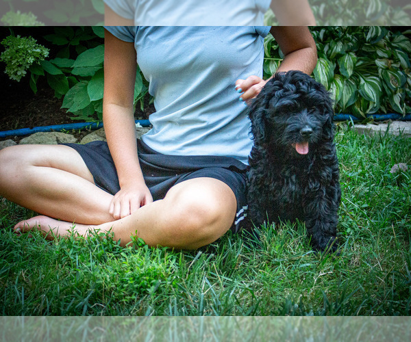 Medium Photo #8 Bernedoodle (Miniature) Puppy For Sale in NARVON, PA, USA