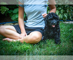 Small #7 Bernedoodle (Miniature)