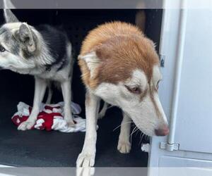 Siberian Husky Dogs for adoption in Orange, CA, USA