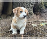 Lark - Female Aussie-Corgi Puppy for Sale - Photo #2