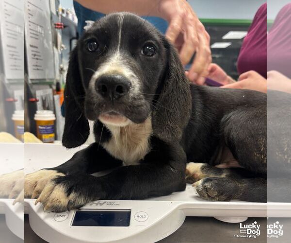 Medium Photo #3 Border Collie-Unknown Mix Puppy For Sale in Washington, DC, USA