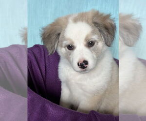 Colonial Cocker Spaniel-Unknown Mix Dogs for adoption in San Diego, CA, USA