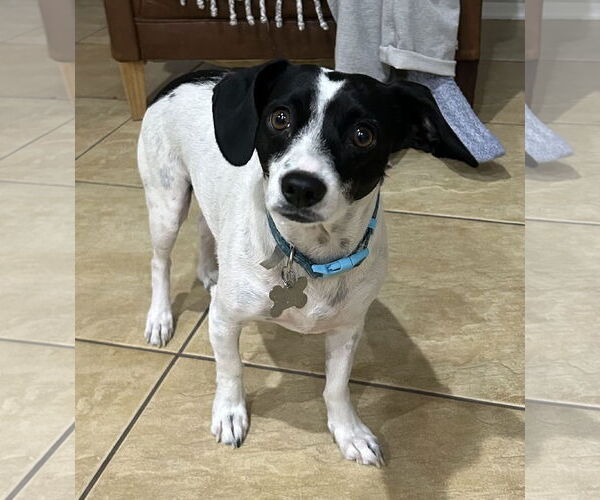 Medium Photo #2 Parson Russell Terrier-Unknown Mix Puppy For Sale in Chandler, AZ, USA