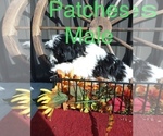 Small Photo #2 Havanese Puppy For Sale in PITTSBURG, IL, USA