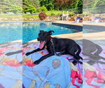 Small #4 Labrador Retriever Mix