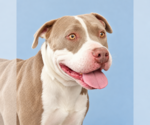 SWEET BOY - Male Mutt Dog for Adoption - Small photo