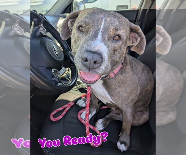 Medium Photo #5 American Pit Bull Terrier Puppy For Sale in Berkeley, CA, USA