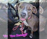 Small #4 American Pit Bull Terrier