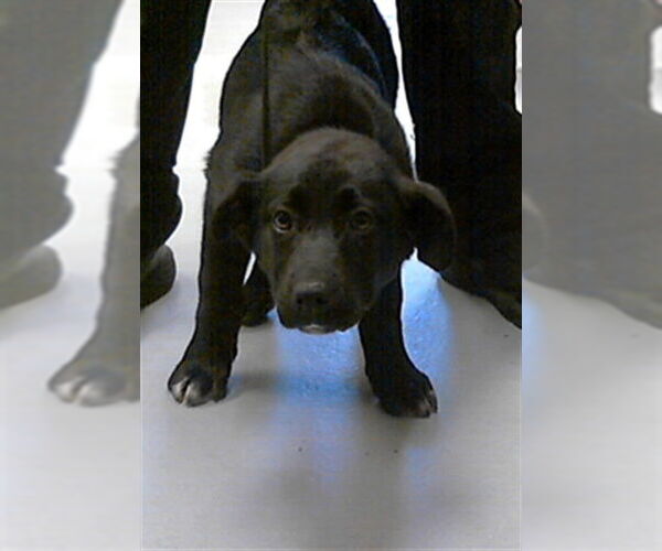 Medium Photo #1 Labrador Retriever-Unknown Mix Puppy For Sale in Fayetteville, NC, USA