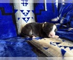 Puppy Fa Australian Shepherd